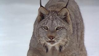 North Woods Lynx North Woods Lynx