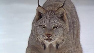 North Woods Lynx