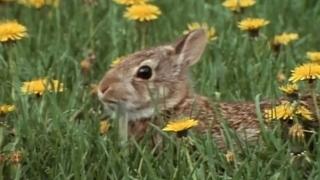 Cottontails & Kin Cottontails & Kin