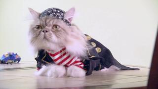 Secret Science of Cat Videos Secret Science of Cat Videos