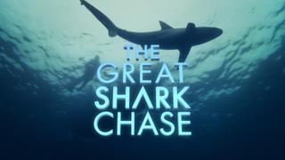 The Great Shark Chase