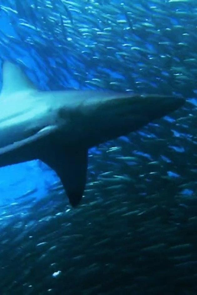 The Great Shark Chase