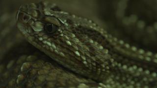 Cold-Blooded Killers Cold-Blooded Killers