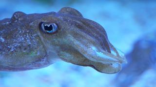 Underwater Warriors Underwater Warriors