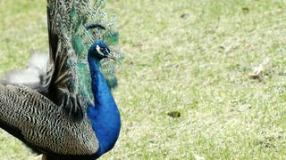 Winged Weirdos Winged Weirdos