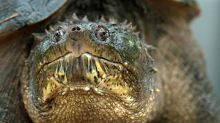 Ugly Creatures Ugly Creatures