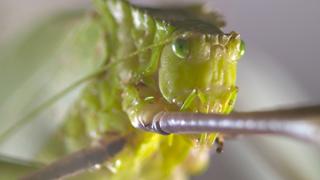 Creepy Crawlers