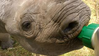 Horses of the Sun Horses of the Sun