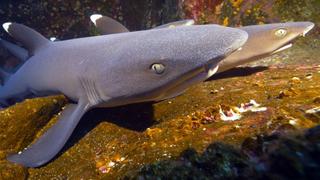 Ancient Lineages Ancient Lineages