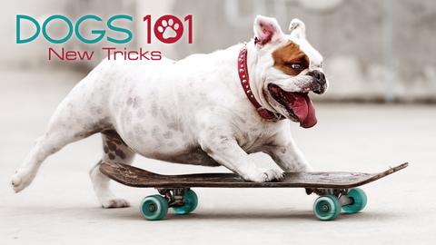 Dogs 101: New Tricks