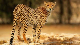 The Big Cats The Big Cats