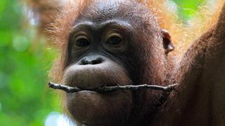 Herbivores Herbivores