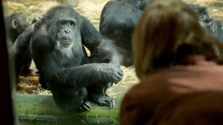 My Chimp and Me My Chimp and Me