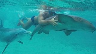Jojo the Dolphin Jojo the Dolphin