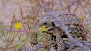 Namaqualand: The Desert Bloom Namaqualand: The Desert Bloom