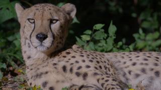 African Apex African Apex