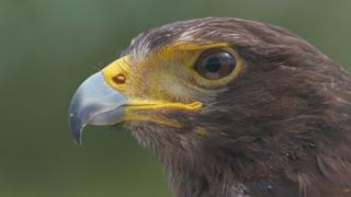 Sky Hunters Sky Hunters