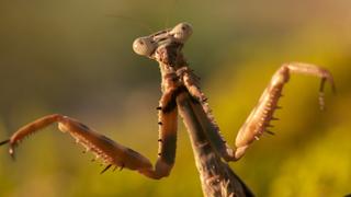 Insect Eaters Insect Eaters