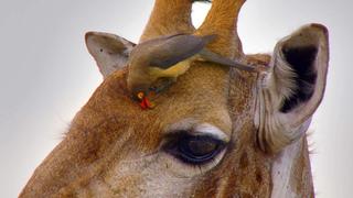 The Waterberg - Mountains of Life The Waterberg - Mountains of Life