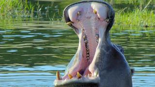 Africa's Great Oasis - The Okavango Africa's Great Oasis - The Okavango