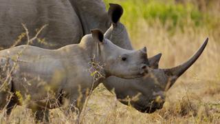 Wild Swaziland Wild Swaziland