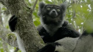 Lemur Spirit
