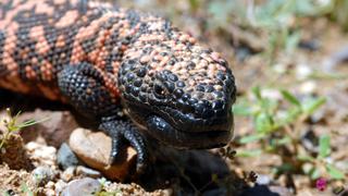 Reptiles