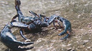 The Great Desert Race The Great Desert Race