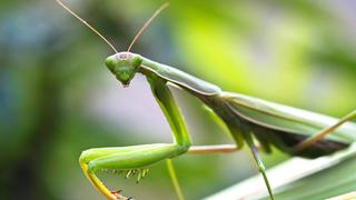 The Race Underfoot The Race Underfoot