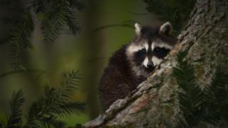 After Dark After Dark