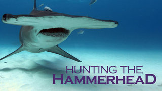 Hunting the Hammerhead