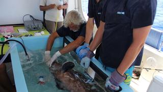 The Bermuda Black Grouper The Bermuda Black Grouper
