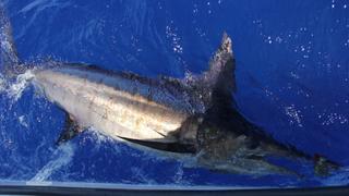 The Mighty Marlin The Mighty Marlin