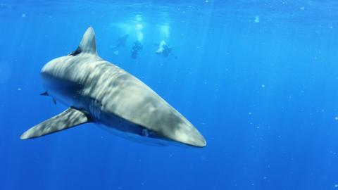 The Galapagos Shark