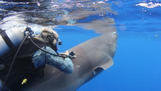 The Sixgill Shark The Sixgill Shark
