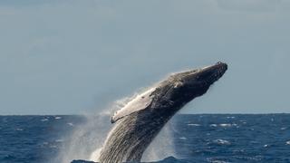 Humpback Whale Humpback Whale