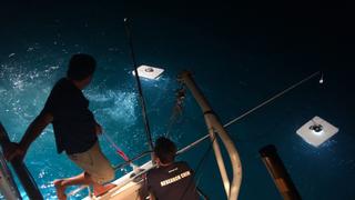 Night Sharks