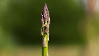 Asparagus Asparagus