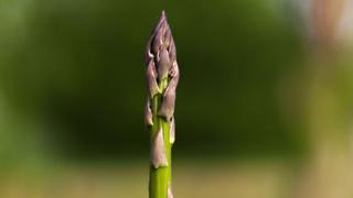 Asparagus