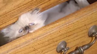 Shy Kitties: Pint Sized Shy Kitties: Pint Sized
