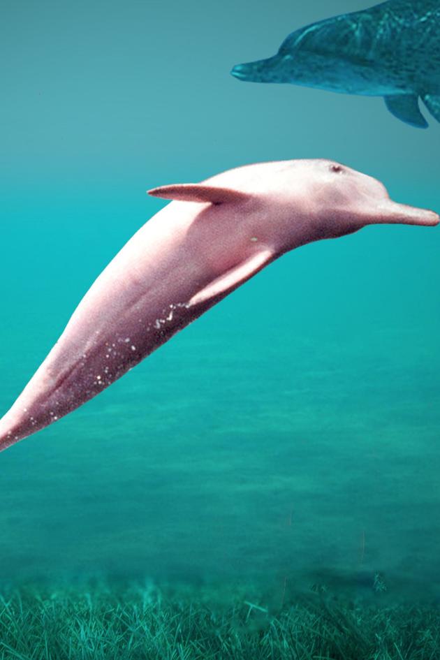 The Mystery of the Pink Dolphin