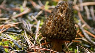 Morels Morels