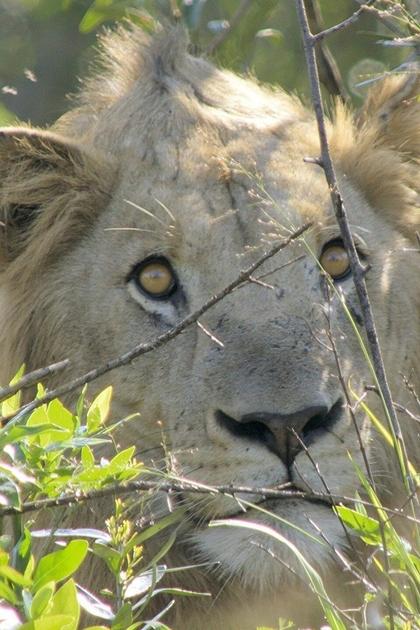 Great Parks of Africa