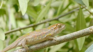 Table Mountain Table Mountain