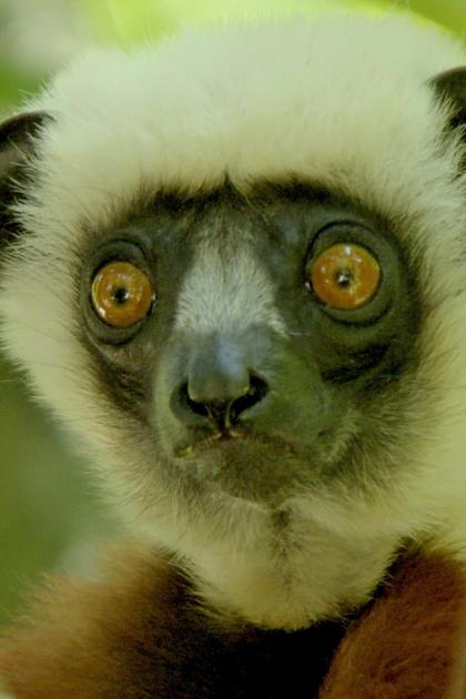 Land of Primates