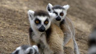 Land of Primates