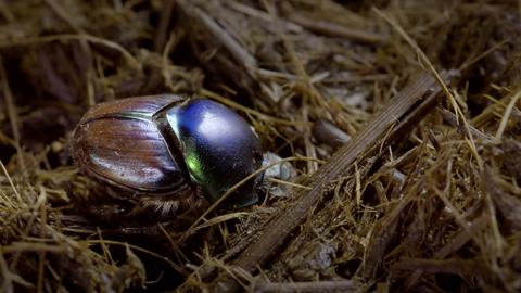 Dung Beetles: Nature's Recycler