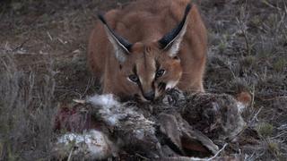 Great Parks of Africa