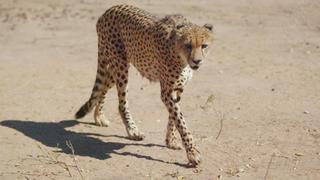 Kgalagadi Transfrontier Park Kgalagadi Transfrontier Park