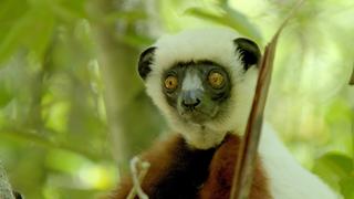Lemurs of Madagascar Lemurs of Madagascar